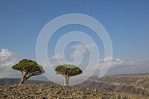 Dragon blood tree, dracaena cinnabari