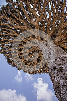 Dragon blood tree, dracaena cinnabari photo