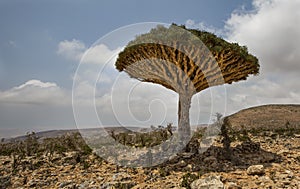 Dragon blood tree, dracaena cinnabari photo