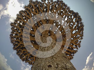 Dragon blood tree, dracaena cinnabari photo