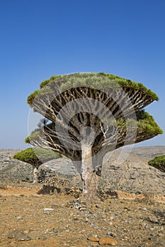 Dragon blood tree, dracaena cinnabari photo