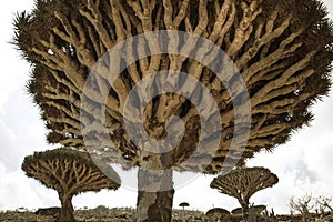 Dragon Blood Tree forrest, Dracaena cinnabari, Socotra dragon tree, Threatened species