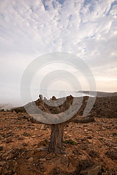 Dragon blood tree Oman