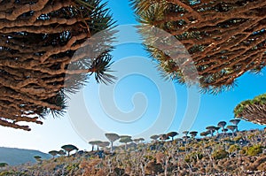 Dragon Blood trees, branches, in the protected area of Dixam Plateau, Socotra Island, Yemen