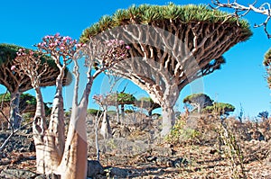 Dragon Blood trees and flowering Bottle trees in the protected area of Dixam Plateau, Socotra Island, Yemen