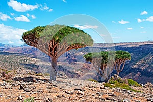 Dragon Blood trees, red rocks, canyon in Shibham, Dixam Plateau, Socotra island, Yemen