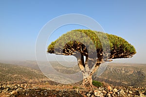 Dragon blood trees, Socotra, Yemen