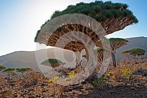 Dragon Blood trees, sunset light, in the protected area of Dixam Plateau, Socotra Island, Yemen