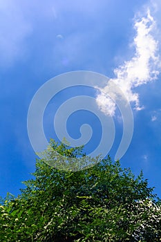 Dragon cloud with the green tree