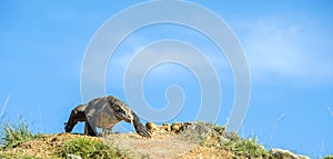 The dragon comes on the blue sky background. Komodo dragon on island Rinca.The Komodo dragon, Varanus komodoensis photo