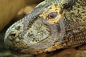 Dragon de Komodo (Varanus komodoensis) photo