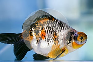 Dragon Eye fantail Goldfish