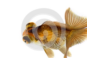 Dragon Eye Goldfish