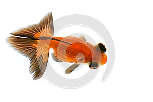 Dragon Eye Goldfish