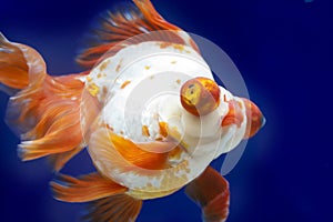 Dragon eye Goldfish in Fish Tank