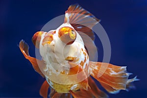 Dragon eye Goldfish in Fish Tank