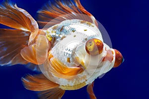 Dragon eye Goldfish in Fish Tank