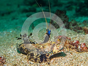 Dragon fish on the sand