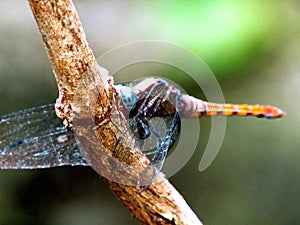 dragon flies , bath kura , macro, photography