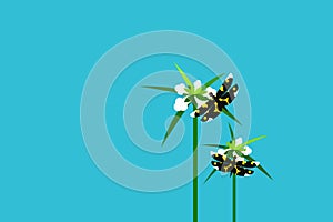 Dragon flies sitting on Leucas slitwort flowers.