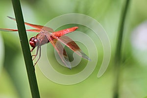 Dragon flies in the wild