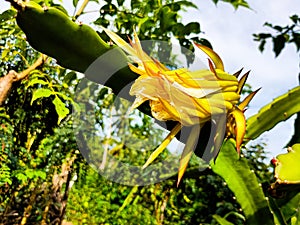 Dragon Flower in Tropis Iklim Indonesia