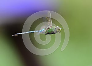 Dragon Fly 1