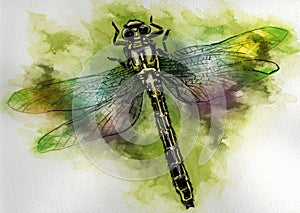 Dragon fly