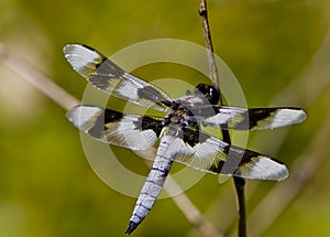 Dragon Fly