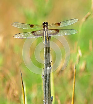 Dragon Fly