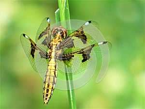 A dragon fly