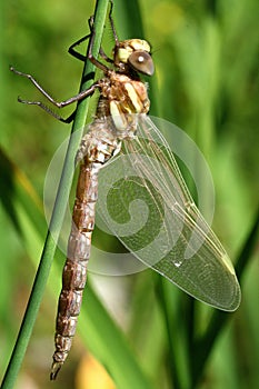 Dragon fly