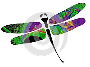 Dragon fly photo