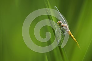 Dragon-fly