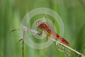 Dragon-fly