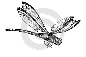 Dragon fly