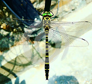 Dragon fly