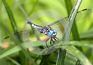 Dragon fly