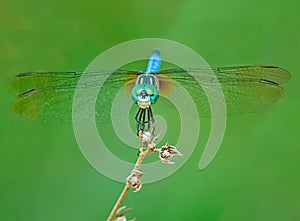 Dragon Fly Appearing to Smile