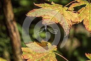 Dragon Fly on Autumn Maple Leaf 1