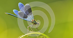 Dragon fly on a blade of grass