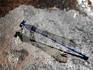 Dragon fly blue insect on river