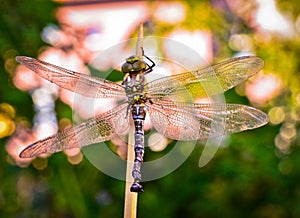 A dragon fly, a bubble tube has just slipped out of t e larva, the nymph, and is drying in beautiful backlight