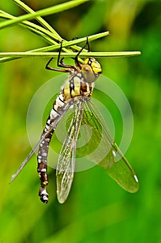 A dragon fly, a bubble tube, has just slipped out of t e larva, the nymph and is drying in the plants over the water