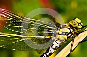 A dragon fly, a bubble tube has just slipped out of t e larva, the nymph and is drying at a small piece of wood