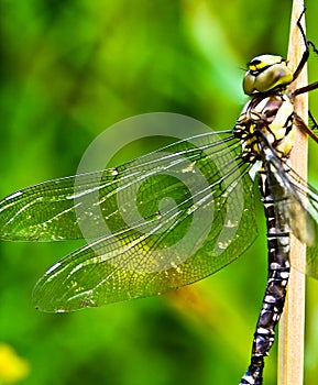 A dragon fly, a bubble tube has just slipped out of t e larva, the nymph and is drying at a small piece of wood