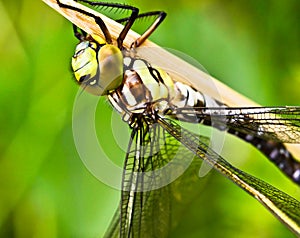 A dragon fly, a bubble tube has just slipped out of t e larva, the nymph and is drying at a small piece of wood