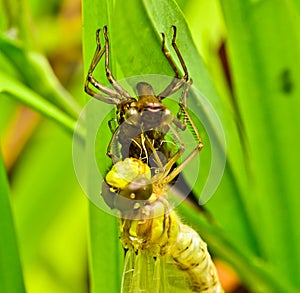 A dragon fly, a bubble tube has just slipped out of t e larva, the nymph and is hanging and drying on it`s own larva