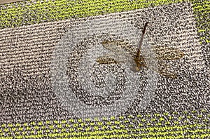 A dragon fly on a carpet