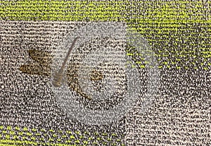 A dragon fly on a carpet